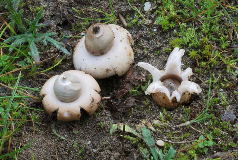 Funghi del litorale Romagnolo